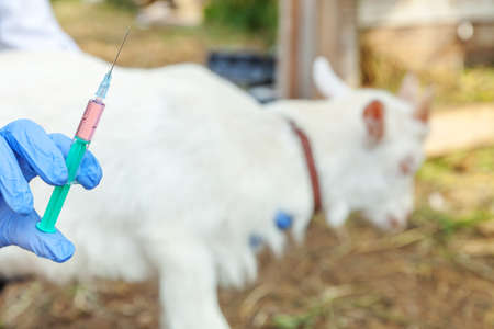 Young veterinarian woman with syringe holding and injecting goat kid on ranch background. Young goatling with vet hands, vaccination in natural eco farm. Animal care and ecological farming conceptの写真素材