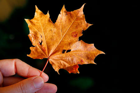 Closeup natural autumn fall view woman hands holding red orange maple leaf on dark park background. Inspirational nature october or september wallpaper. Change of seasons conceptの写真素材