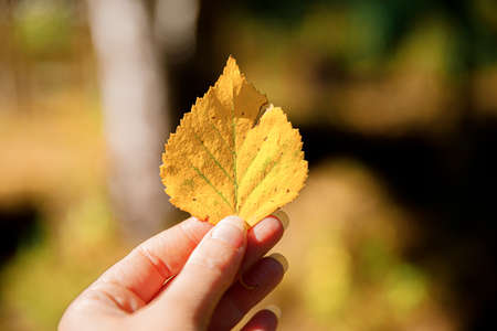 Closeup natural autumn fall view woman hands holding yellow leaf on dark park background....
