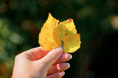 Closeup natural autumn fall view woman hands holding yellow leaves on dark park background. Inspirational nature october or september wallpaper. Change of seasons conceptの写真素材