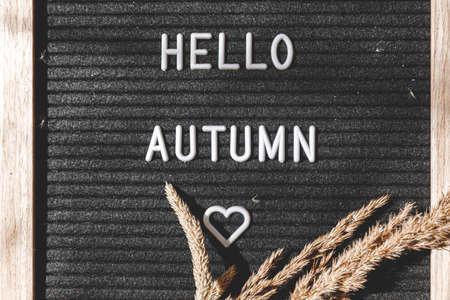 Autumnal Background. Black letter board with text phrase Hello Autumn and dried plant lying on white knitted sweater. Top view flat lay. Thanksgiving banner. Hygge mood cold weather conceptの写真素材