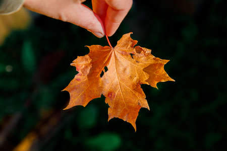 Closeup natural autumn fall view woman hands holding red orange maple leaf on dark park background. Inspirational nature october or september wallpaper. Change of seasons conceptの写真素材