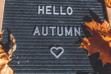 Autumnal Background. Black letter board with text phrase Hello Autumn and dried leaves lying on white knitted sweater. Top view flat lay. Thanksgiving banner. Hygge mood cold weather conceptの写真素材