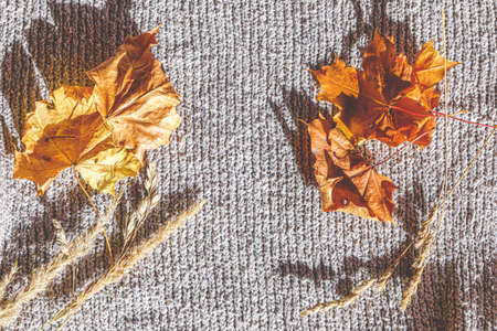 Autumnal Background. Dried orange fall leaves and plants lying on white knitted sweater. Top view...