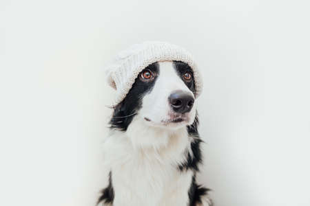 Funny studio portrait of cute smiling puppy dog border collie wearing warm knitted clothes white hat isolated on white background. Winter or autumn portrait of new lovely member of family little dogの写真素材
