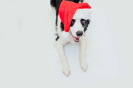 Funny studio portrait of cute smiling puppy dog border collie wearing Christmas costume red Santa Claus hat isolated on white background. Preparation for holiday. Happy Merry Christmas 2021 conceptの写真素材