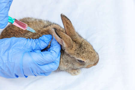 Veterinarian woman with syringe holding and injecting rabbit on ranch background close up. Bunny in vet hands for vaccination in natural eco farm. Animal care and ecological farming conceptの写真素材