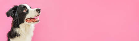 Funny studio portrait of cute smiling puppy dog border collie isolated on pink background. New...
