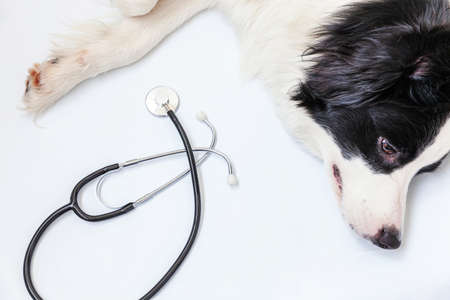 Puppy dog border collie and stethoscope isolated on white background. Little dog on reception at veterinary doctor in vet clinic. Pet health care and animals conceptの写真素材