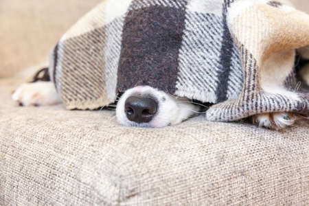 Stay home. Funny portrait of puppy dog border collie lying on couch under plaid indoors. Dog nose...