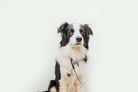 Puppy dog border collie with stethoscope isolated on white background. Little dog on reception at veterinary doctor in vet clinic. Pet health care and animals conceptの写真素材