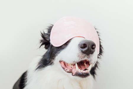 Do not disturb me, let me sleep. Funny cute smiling puppy dog border collie with sleeping eye mask...