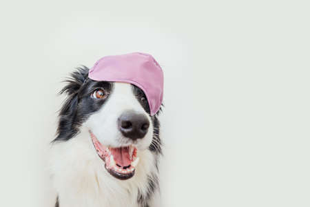 Do not disturb me, let me sleep. Funny cute smiling puppy dog border collie with sleeping eye mask isolated on white background. Rest, good night, siesta, insomnia, relaxation, tired, travel conceptの写真素材