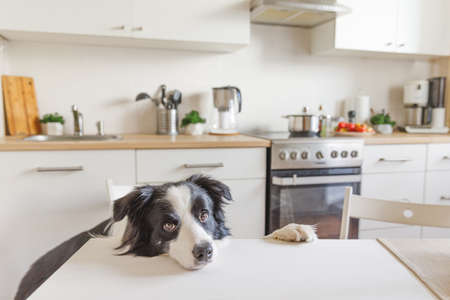 Hungry border collie dog sitting on table in modern kitchen looking with puppy eyes funny face waiting meal. Funny dog looking sad gazing and waiting breakfast at home indoors. Pet care animal lifeの写真素材