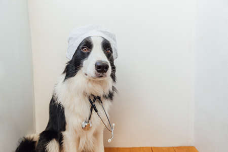 Puppy dog border collie with stethoscope dressed in doctor costume on white wall background indoor....