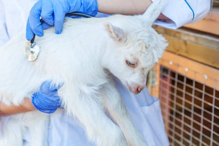 Young veterinarian woman with stethoscope holding and examining goat kid on ranch background. Young goatling with vet hands for check up in natural eco farm.の写真素材