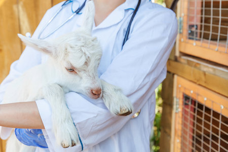 Young veterinarian woman with stethoscope holding and examining goat kid on ranch background. Young goatling with vet hands for check up in natural eco farm.の写真素材