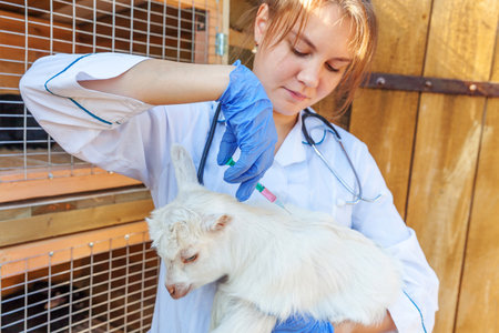 Young veterinarian woman with syringe holding and injecting goat kid on ranch background. Young goatling with vet hands, vaccination in natural eco farm.の写真素材