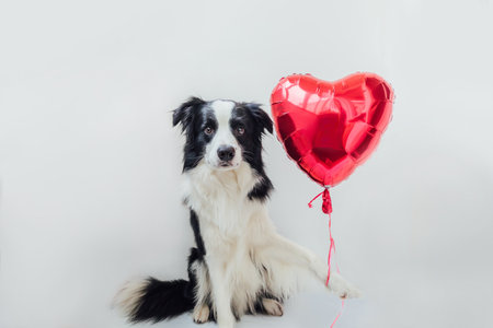 St. Valentine's Day concept. Funny portrait cute puppy dog border collie holding red heart balloon in paw isolated on white background.の写真素材