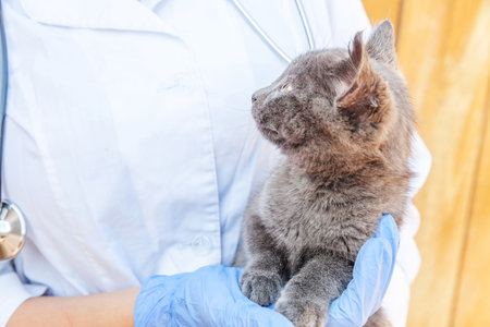 Veterinarian with stethoscope holding and examining gray kitten. Close up of young cat getting check up by vet doctor hands. Animal care and pet treatment conceptの写真素材