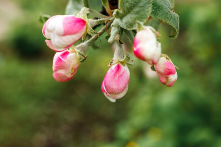 Beautiful white apple blossom flowers in spring time. Background with flowering apple tree. Inspirational natural floral spring blooming garden or park. Flower art design. Selective focusの写真素材