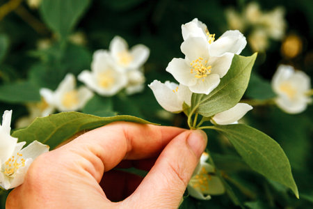 Woman hand picking white jasmine flowers in spring time. Background with flowering jasmin bush. Inspirational natural floral spring blooming garden or park. Flower art design. Aromatherapy conceptの写真素材