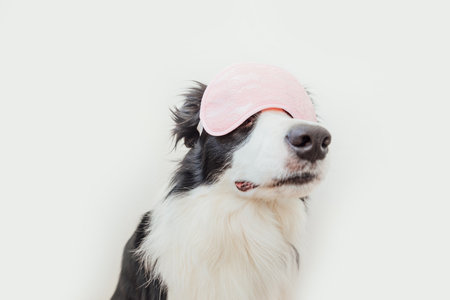 Do not disturb me, let me sleep. Funny cute smiling puppy dog border collie with sleeping eye mask isolated on white background. Rest, good night, siesta, insomnia, relaxation, tired, travel conceptの写真素材