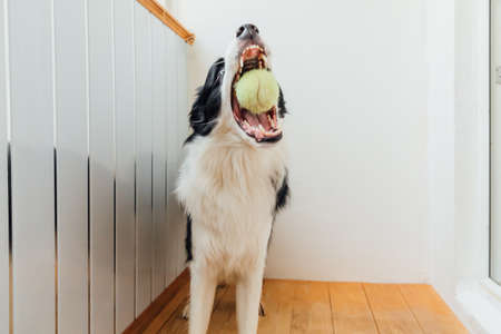 Funny portrait of cute smiling puppy dog border collie holding toy ball in mouth. New lovely member...