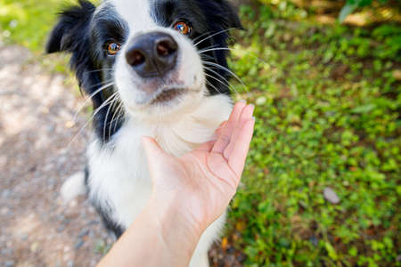 Woman hand stroking puppy dog border collie in summer garden or city park outdoor. Close up dog portrait. Owner playing with dog friend. Love for pets friendship support team conceptの写真素材