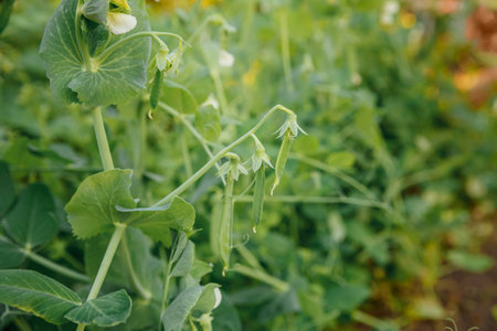 Gardening and agriculture concept. Perfect green fresh ripe organic peas ready to harvesting on branch in garden. Vegan vegetarian home grown food production. Local garden produce clean pea podsの写真素材