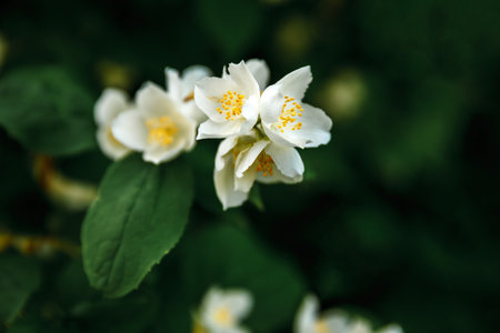 Beautiful white jasmine blossom flowers in spring time. Background with flowering jasmin bush. Inspirational natural floral spring blooming garden or park. Flower art design. Aromatherapy conceptの写真素材