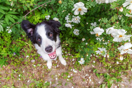 Outdoor portrait of cute smilling puppy border collie sitting on park or garden flower background. New lovely member of family little dog on a walk. Pet care and funny animals life conceptの写真素材