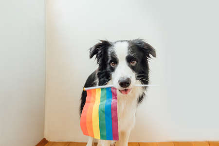 Funny cute puppy dog border collie holding LGBT rainbow flag in mouth on white background at home indoor. Dog Gay Pride portrait. Equal rights for lgbtq community conceptの写真素材