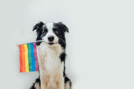 Funny cute puppy dog border collie holding LGBT rainbow flag in mouth isolated on white background. Dog Gay Pride portrait. Equal rights for lgbtq community conceptの写真素材