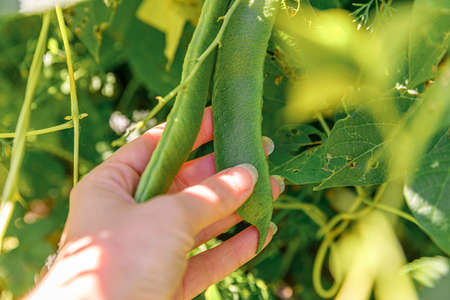 Gardening and agriculture concept. Female farm worker hand harvesting green fresh ripe organic...