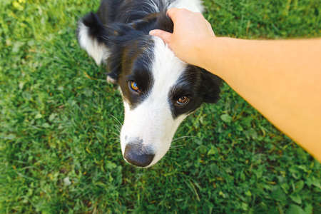 Woman hand stroking puppy dog border collie in summer garden or city park outdoor. Close up dog portrait. Owner playing with dog friend. Love for pets friendship support team conceptの写真素材