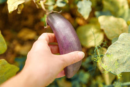 Gardening and agriculture concept. Female farm worker hand harvesting purple fresh ripe organic eggplant in garden. Vegan vegetarian home grown food production. Woman picking aubergine brinjalの写真素材