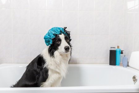 Funny indoor portrait of puppy dog border collie sitting in bath gets bubble bath wearing shower cap. Cute little dog in bathtub ready for wash in bathroom. Spa treatments in grooming salon conceptの写真素材