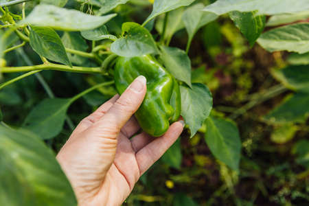 Gardening and agriculture concept. Female farm worker hand harvesting green fresh ripe organic bell pepper in garden. Vegan vegetarian home grown food production. Woman picking paprika pepperの写真素材