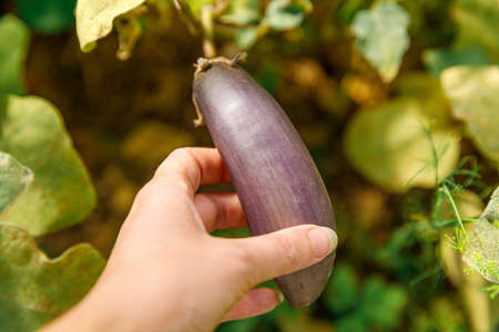 Gardening and agriculture concept. Female farm worker hand harvesting purple fresh ripe organic eggplant in garden. Vegan vegetarian home grown food production. Woman picking aubergine brinjalの写真素材