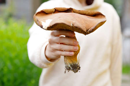 Female hand holding raw edible mushroom with brown cap Penny Bun in autumn forest background. Harvesting picking big ceps mushrooms in natural environment. Cooking delicious organic food conceptの写真素材