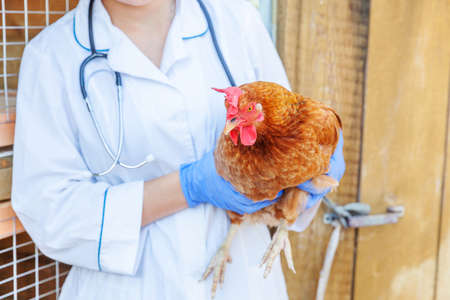 Veterinarian with stethoscope holding and examining chicken on ranch background. Hen in vet hands for check up in natural eco farm. Animal care and ecological farming conceptの写真素材