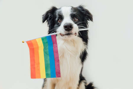 Funny cute puppy dog border collie holding LGBT rainbow flag in mouth isolated on white background. Dog Gay Pride portrait. Equal rights for lgbtq community conceptの写真素材
