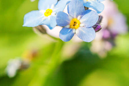Beautiful wild forget-me-not Myosotis flower blossom flowers in spring time. Close up macro blue flowers, selective focus. Inspirational natural floral blooming summer garden or parkの写真素材