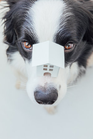 Funny portrait of cute puppy dog border collie holding miniature toy model house on nose isolated on white background. Real estate mortgage property sweet home dog shelter conceptの写真素材