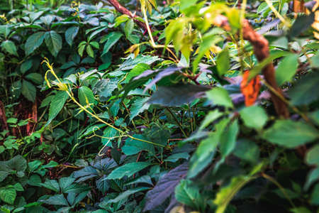 Green grape leaves in vineyard. Inspirational natural floral spring or summer farming green garden...