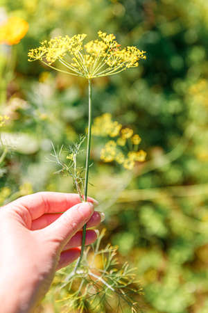 Gardening and agriculture concept. Female farm worker hand harvesting green fresh ripe organic dill...