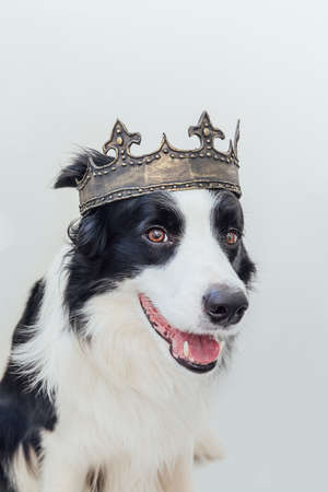 Cute puppy dog with funny face border collie wearing king crown isolated on white background. Funny dog portrait in royal costume in carnival or halloween. Dog lord wizard or prince, dog power themeの写真素材