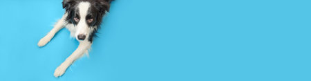 Banner. Funny portrait of cute smiling puppy dog border collie isolated on blue background. New lovely member of family little dog gazing and waiting for reward. Pet care and animals conceptの写真素材