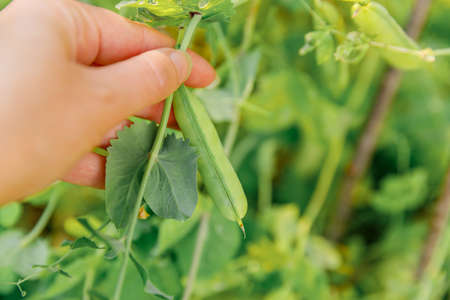 Gardening and agriculture concept. Female farm worker hand harvesting green fresh ripe organic peas...